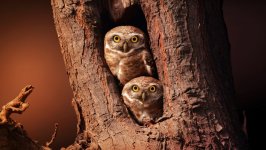 Desktop image. Animals. ID:115030
