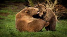 Desktop image. Animals. ID:115052