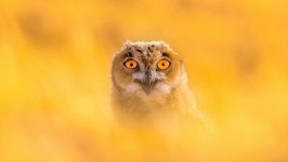 Desktop image. Animals. ID:115108