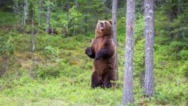 Desktop image. Animals. ID:115367