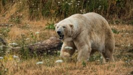 Desktop image. Animals. ID:115516