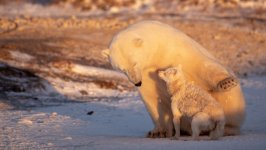 Desktop image. Animals. ID:115546