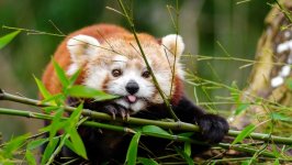 Desktop image. Animals. ID:115713