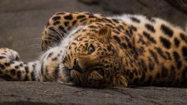 Desktop image. Animals. ID:116018