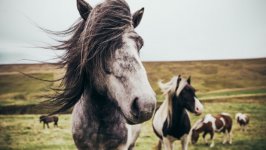 Desktop image. Animals. ID:134502