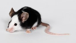 Desktop image. Animals. ID:116098