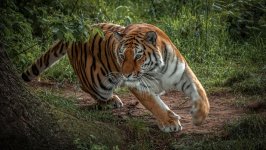 Desktop image. Animals. ID:116138