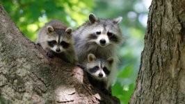 Desktop image. Animals. ID:116142