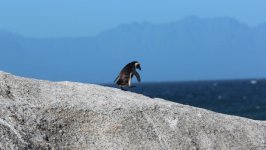 Desktop image. Animals. ID:116183