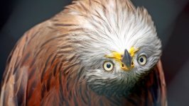 Desktop image. Animals. ID:116373