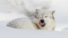 Desktop image. Animals. ID:116722