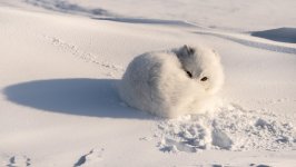 Desktop image. Animals. ID:116807