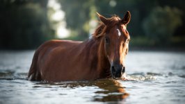 Desktop image. Animals. ID:116844
