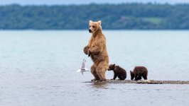 Desktop image. Animals. ID:117162