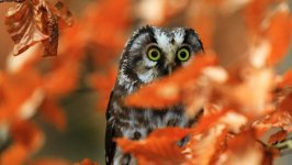 Desktop image. Animals. ID:117502