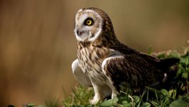 Desktop image. Animals. ID:117555