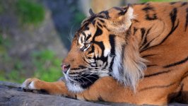 Desktop image. Animals. ID:118482