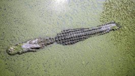 Desktop image. Animals. ID:118484