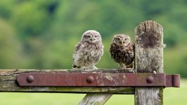 Desktop image. Animals. ID:118648