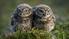 Desktop image. Animals. ID:118999