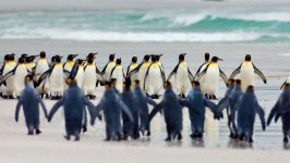Desktop image. Animals. ID:119067