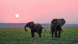 Desktop image. Animals. ID:119159