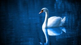 Desktop image. Animals. ID:119172