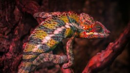 Desktop image. Animals. ID:119349