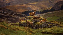 Desktop image. Animals. ID:119427