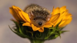 Desktop image. Animals. ID:120037