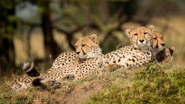 Desktop image. Animals. ID:120546