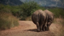 Desktop image. Animals. ID:120651