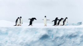 Desktop image. Animals. ID:120929