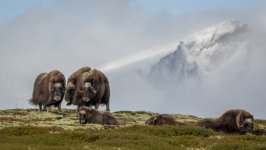 Desktop image. Animals. ID:120939
