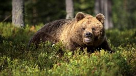Desktop image. Animals. ID:120987