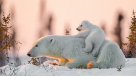 Desktop image. Animals. ID:121034