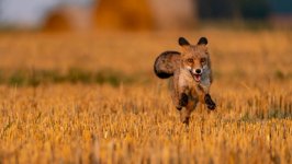 Desktop image. Animals. ID:121083