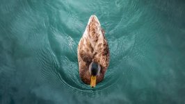 Desktop image. Animals. ID:121307