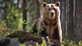 Desktop image. Animals. ID:121617