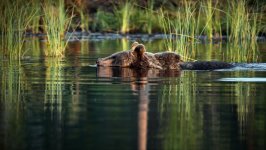 Desktop image. Animals. ID:121618