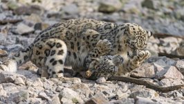 Desktop image. Animals. ID:122003
