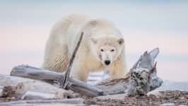 Desktop image. Animals. ID:122487