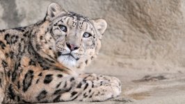 Desktop image. Animals. ID:123137