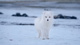 Desktop image. Animals. ID:123419