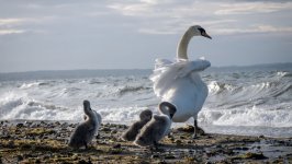 Desktop image. Animals. ID:123649