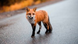 Desktop image. Animals. ID:123651