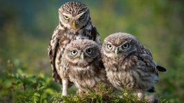 Desktop image. Animals. ID:123653