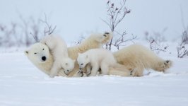 Desktop image. Animals. ID:123747