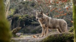 Desktop image. Animals. ID:123821