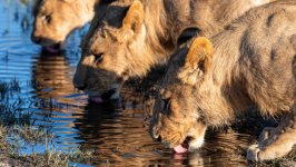 Desktop image. Animals. ID:124065